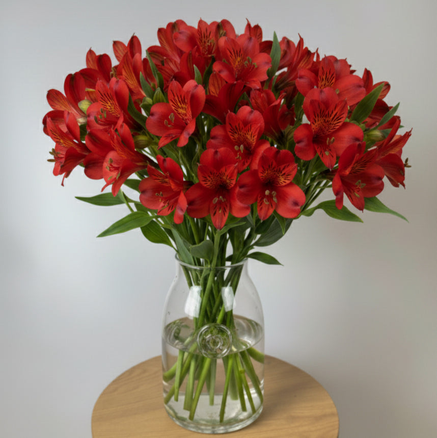 Red Alstroemeria Bunch image 0
