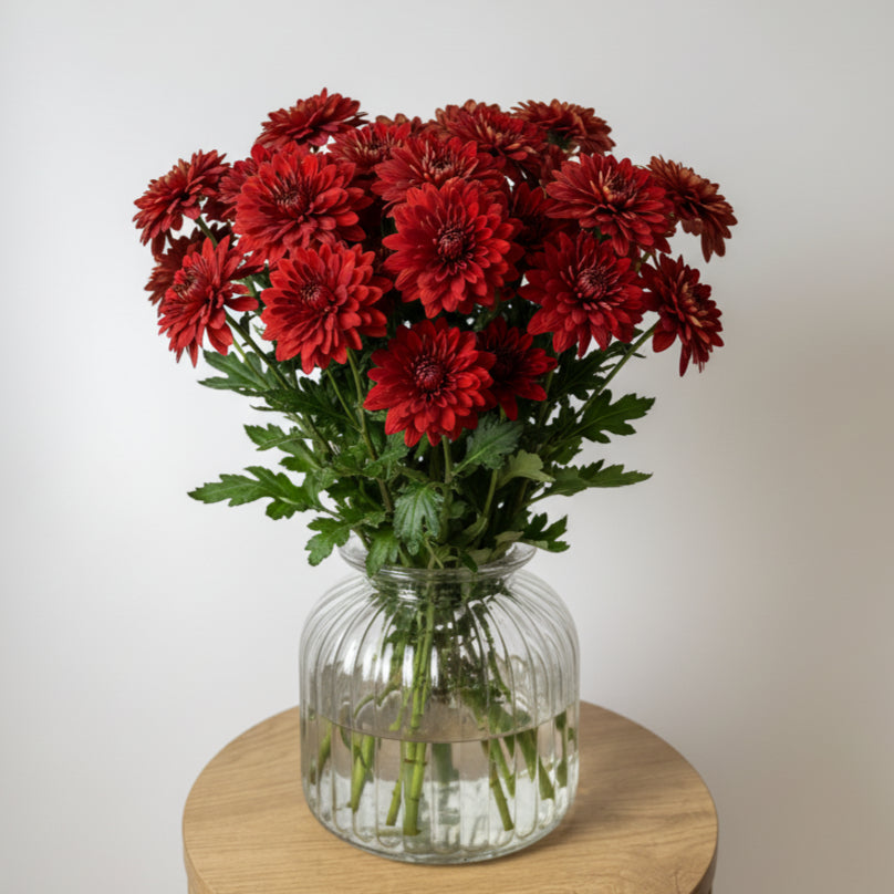 Red Chrysanthemum Bunch image 0