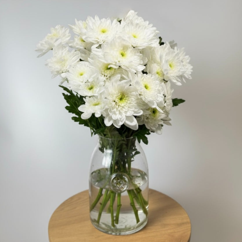 White Chrysanthemum Bunch image 0