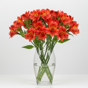 Alstromeria Red