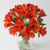 Alstromeria Red