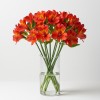 Alstromeria Red
