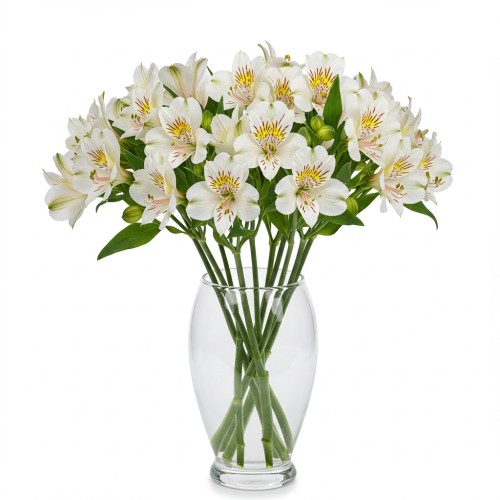 Alstromeria White