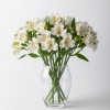 Alstromeria White
