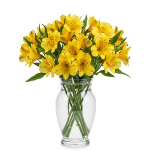 Alstromeria Yellow