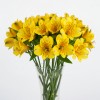 Alstromeria Yellow