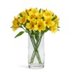 Alstromeria Yellow