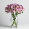 Alstromeria Purple