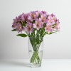 Alstromeria Purple