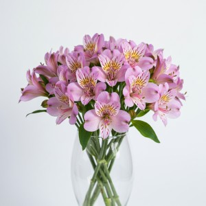 Alstromeria Purple