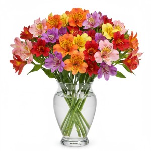 Alstromeria Mix Colors