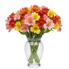 Alstromeria Mix Colors