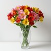 Alstromeria Mix Colors