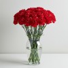 Carnation Red