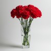 Carnation Red
