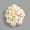 Carnation White