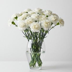 Carnation White