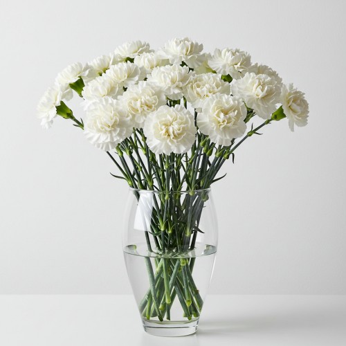 Carnation White
