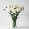 Carnation White