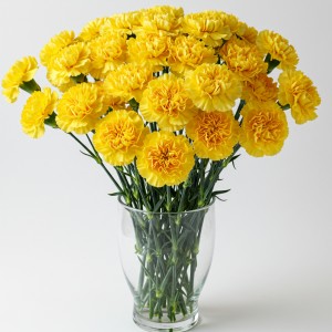 Carnation Yellow