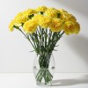 Carnation Yellow