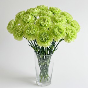 Carnation Green
