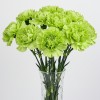 Carnation Green