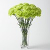 Carnation Green