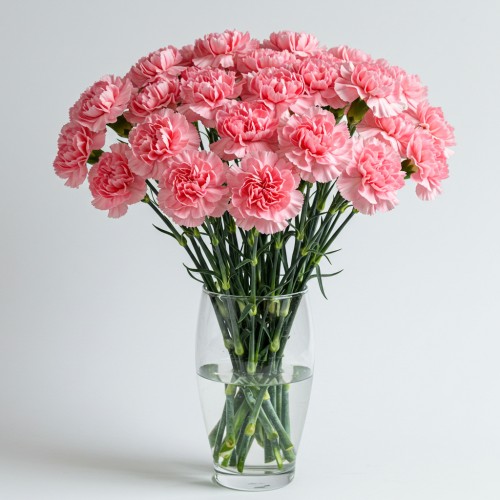 Carnation Pink