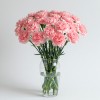Carnation Pink