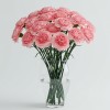 Carnation Pink