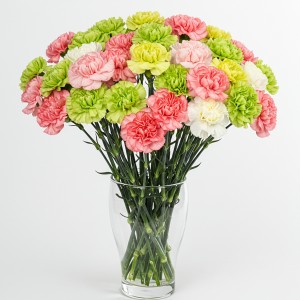 Carnation Mix