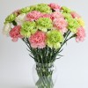 Carnation Mix