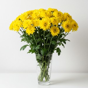 Chrysanthemum Spray Yellow