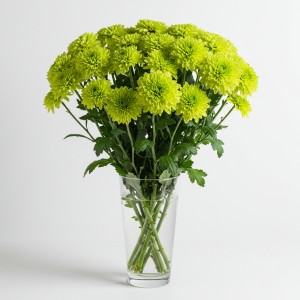 Chrysanthemum Spray Green
