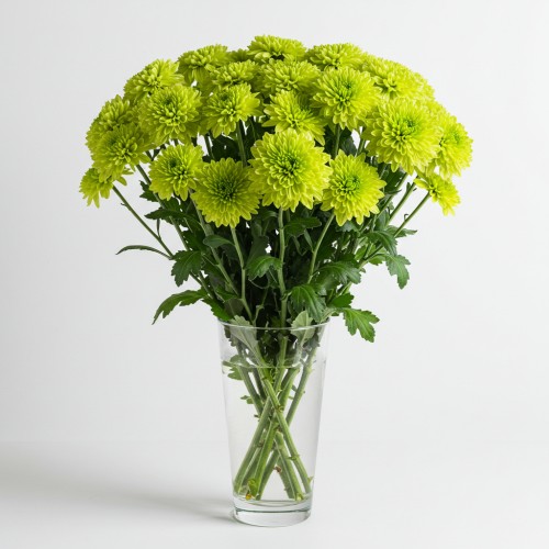 Chrysanthemum Spray Green