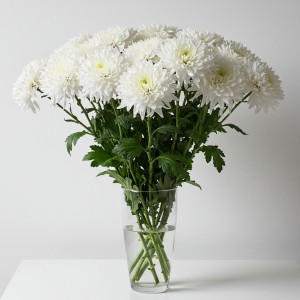 Chrysanthemum Spray White