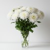 Chrysanthemum Spray White