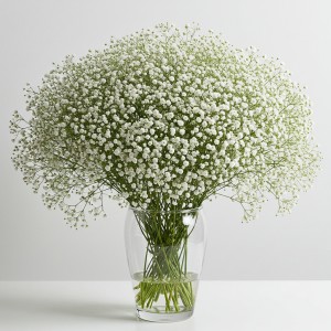 Gypsophilia