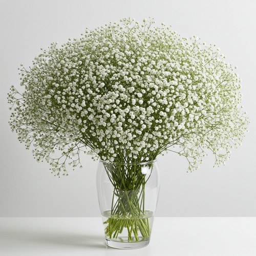 Gypsophilia