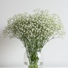 Gypsophilia