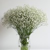 Gypsophilia